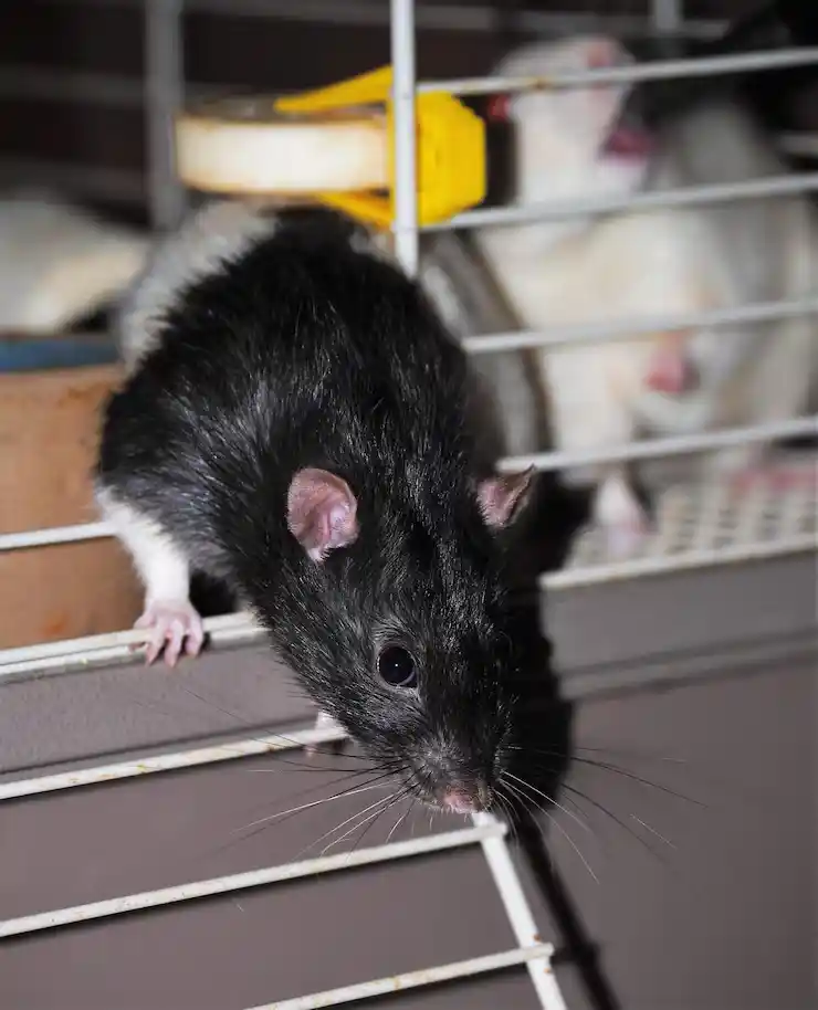 أسباب انتشار الفئران والقوارض في المنازل