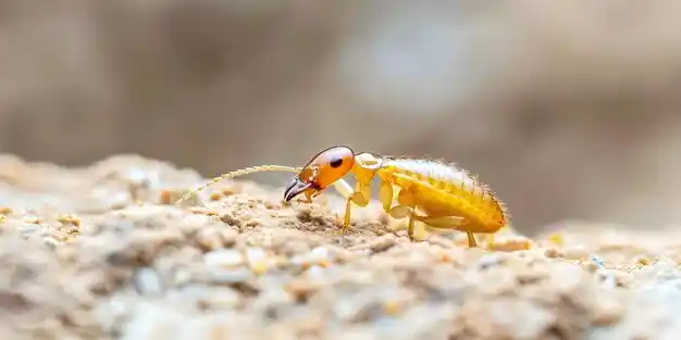 تغطية جميع أحياء الرياض