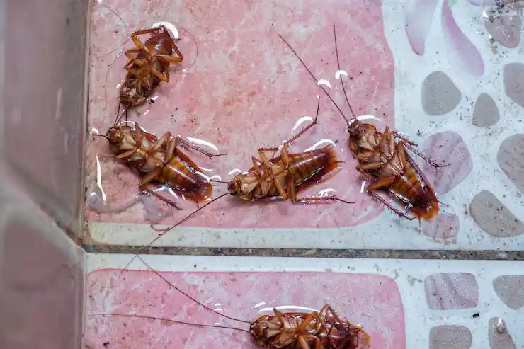 مكافحة الصراصير في جميع أحياء الرياض