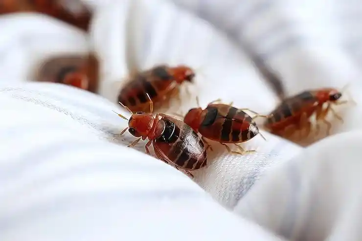 مكافحة بق الفراش بالرياض للمنازل
